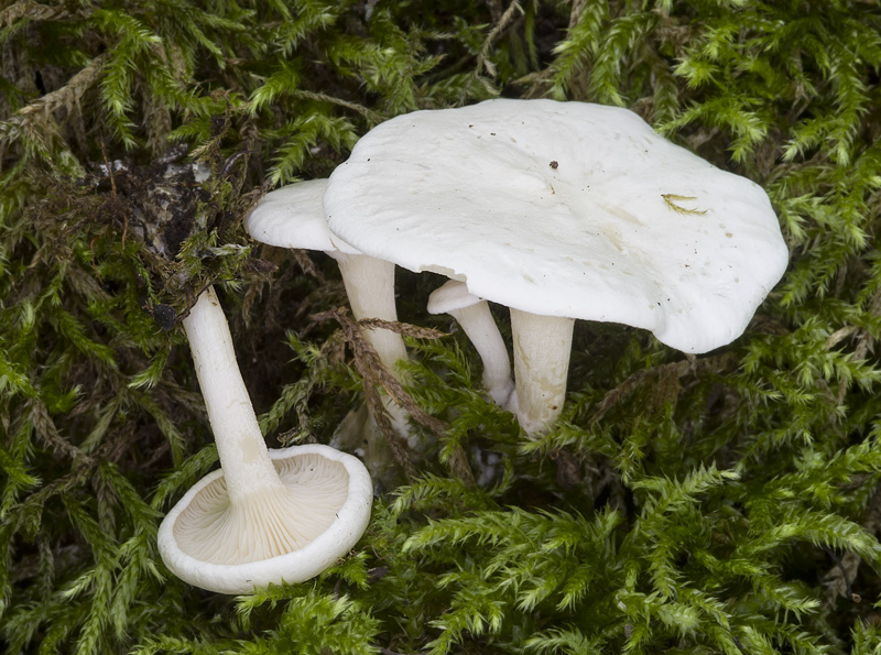 Clitocybe phyllophila